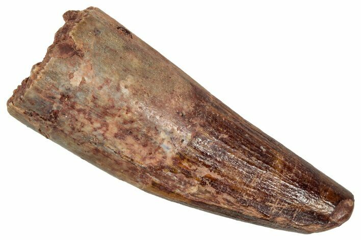 Juvenile Fossil Spinosaurus Tooth - Real Dinosaur Tooth #348711